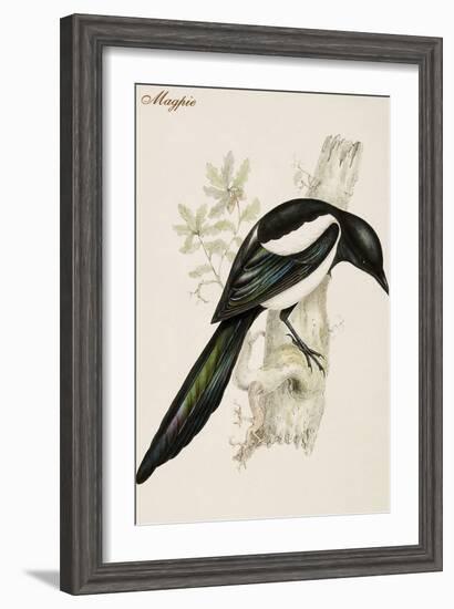 Magpie-John Gould-Framed Art Print