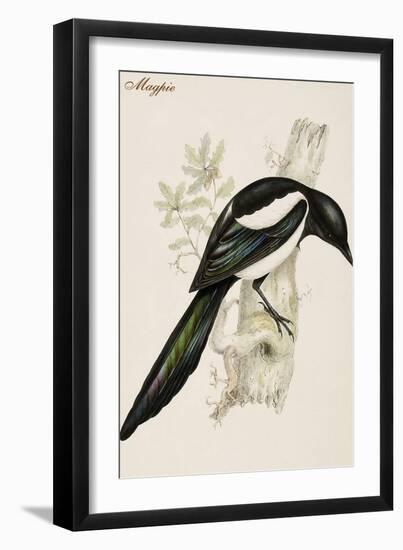 Magpie-John Gould-Framed Art Print