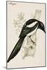 Magpie-John Gould-Mounted Art Print