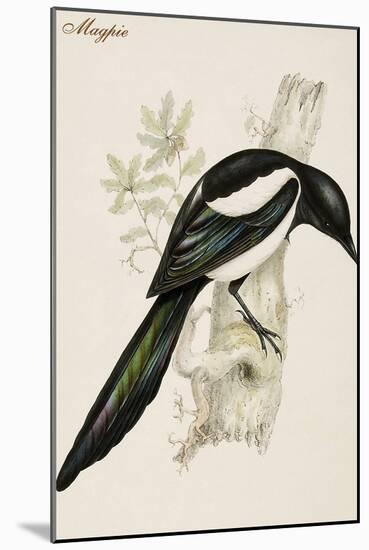 Magpie-John Gould-Mounted Art Print