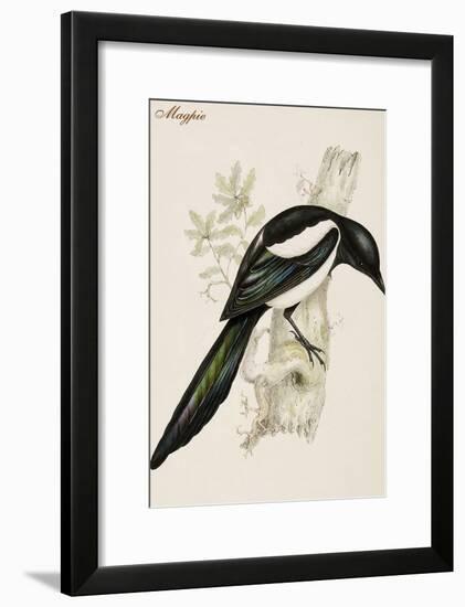 Magpie-John Gould-Framed Art Print