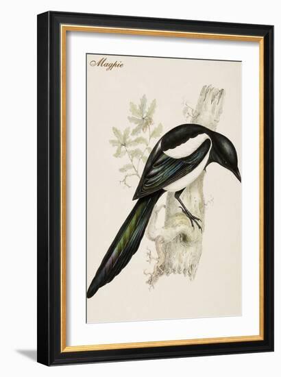 Magpie-John Gould-Framed Art Print