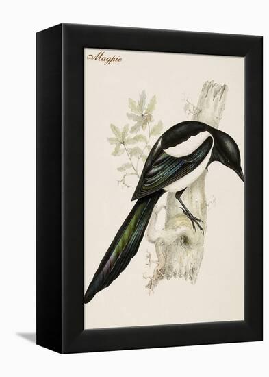 Magpie-John Gould-Framed Stretched Canvas