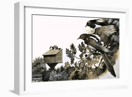 Magpies Watching a Stoat Atop a Bird House-G. W Backhouse-Framed Giclee Print