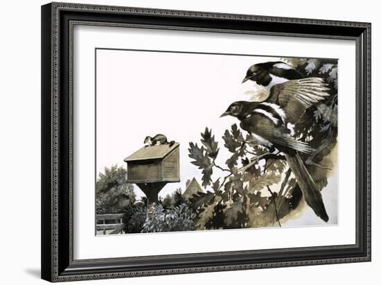 Magpies Watching a Stoat Atop a Bird House-G. W Backhouse-Framed Giclee Print