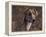 Magyar Agar / Hungarian Greyhound-Adriano Bacchella-Framed Premier Image Canvas