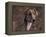 Magyar Agar / Hungarian Greyhound-Adriano Bacchella-Framed Premier Image Canvas