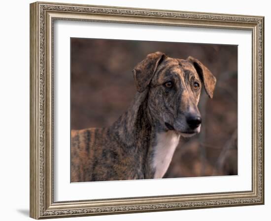 Magyar Agar / Hungarian Greyhound-Adriano Bacchella-Framed Photographic Print