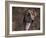 Magyar Agar / Hungarian Greyhound-Adriano Bacchella-Framed Photographic Print