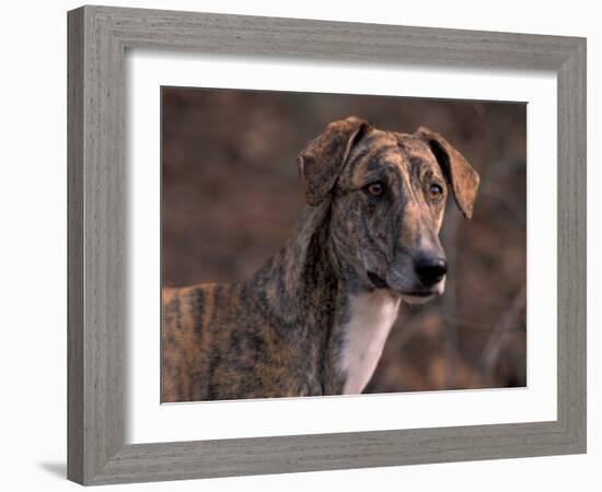 Magyar Agar / Hungarian Greyhound-Adriano Bacchella-Framed Photographic Print