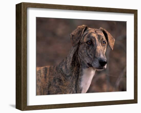 Magyar Agar / Hungarian Greyhound-Adriano Bacchella-Framed Photographic Print