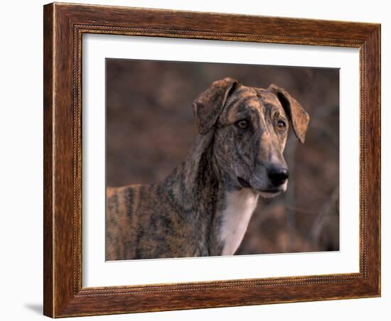 Magyar Agar / Hungarian Greyhound-Adriano Bacchella-Framed Photographic Print