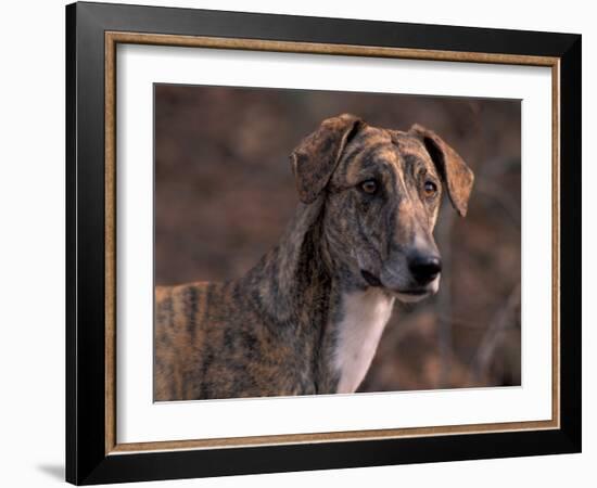 Magyar Agar / Hungarian Greyhound-Adriano Bacchella-Framed Photographic Print