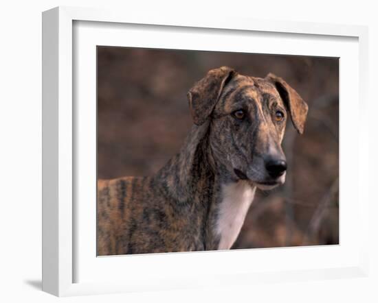 Magyar Agar / Hungarian Greyhound-Adriano Bacchella-Framed Photographic Print