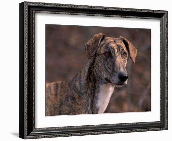 Magyar Agar / Hungarian Greyhound-Adriano Bacchella-Framed Photographic Print