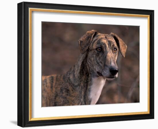 Magyar Agar / Hungarian Greyhound-Adriano Bacchella-Framed Photographic Print