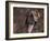 Magyar Agar / Hungarian Greyhound-Adriano Bacchella-Framed Photographic Print