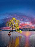 Willow Tree, Lake Wanaka-Mahmoud Younes-Mounted Photographic Print