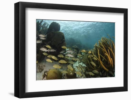 Mahogany Snapper and Blue Striped Grunt, Hol Chan Marine Reserve, Belize-Pete Oxford-Framed Photographic Print