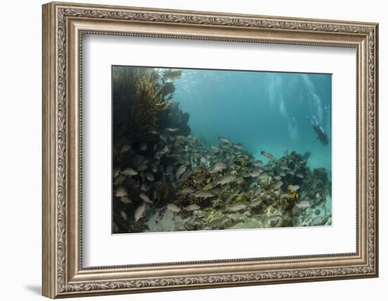 Mahogany Snapper and Blue Striped Grunt, Hol Chan Marine Reserve, Belize-Pete Oxford-Framed Photographic Print