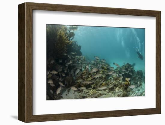 Mahogany Snapper and Blue Striped Grunt, Hol Chan Marine Reserve, Belize-Pete Oxford-Framed Photographic Print