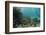 Mahogany Snapper and Blue Striped Grunt, Hol Chan Marine Reserve, Belize-Pete Oxford-Framed Photographic Print
