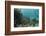 Mahogany Snapper and Blue Striped Grunt, Hol Chan Marine Reserve, Belize-Pete Oxford-Framed Photographic Print