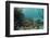 Mahogany Snapper and Blue Striped Grunt, Hol Chan Marine Reserve, Belize-Pete Oxford-Framed Photographic Print