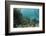 Mahogany Snapper and Blue Striped Grunt, Hol Chan Marine Reserve, Belize-Pete Oxford-Framed Photographic Print