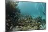 Mahogany Snapper and Blue Striped Grunt, Hol Chan Marine Reserve, Belize-Pete Oxford-Mounted Photographic Print