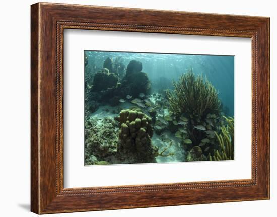 Mahogany Snapper and Grunts, Hol Chan Marine Reserve, Belize-Pete Oxford-Framed Photographic Print