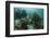 Mahogany Snapper and Grunts, Hol Chan Marine Reserve, Belize-Pete Oxford-Framed Photographic Print