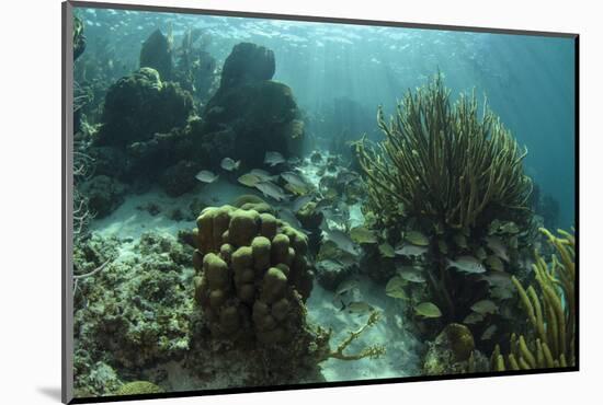 Mahogany Snapper and Grunts, Hol Chan Marine Reserve, Belize-Pete Oxford-Mounted Photographic Print