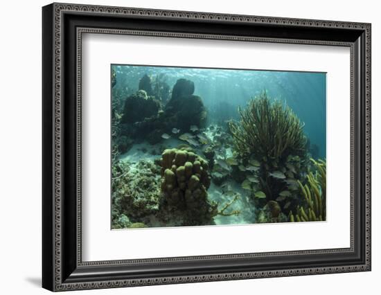 Mahogany Snapper and Grunts, Hol Chan Marine Reserve, Belize-Pete Oxford-Framed Photographic Print