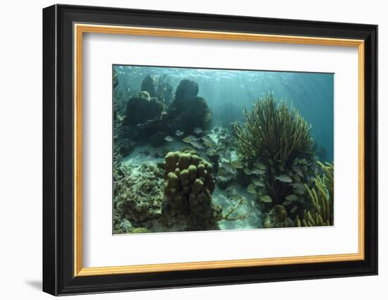 Mahogany Snapper and Grunts, Hol Chan Marine Reserve, Belize-Pete Oxford-Framed Photographic Print