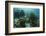 Mahogany Snapper and Grunts, Hol Chan Marine Reserve, Belize-Pete Oxford-Framed Photographic Print