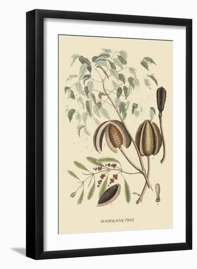 Mahogany Tree-Mark Catesby-Framed Art Print