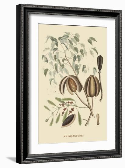 Mahogany Tree-Mark Catesby-Framed Art Print