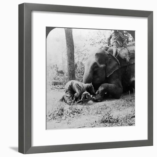 Mahout Removing a Thorn from an Elephant's Foot, Behar Tiger Shoot, India, C1900s-Underwood & Underwood-Framed Photographic Print