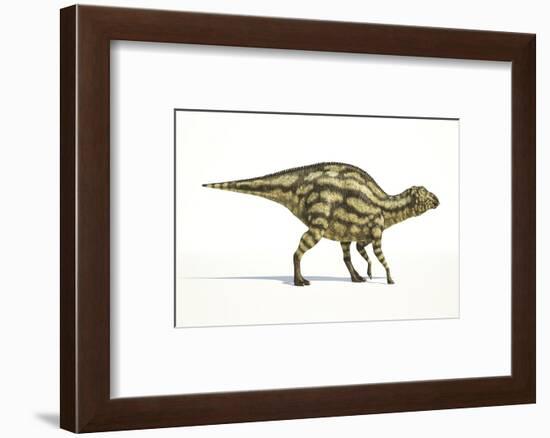 Maiasaura Dinosaur, Artwork-null-Framed Photographic Print