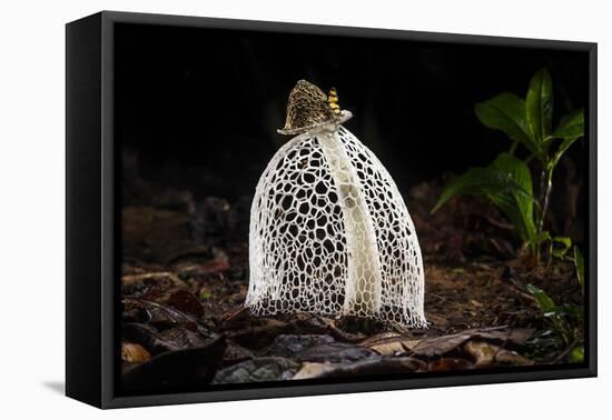 Maiden's veil fungus, Amazonia, Peru-Bolivia border-Nick Garbutt-Framed Premier Image Canvas