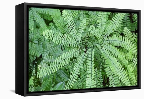 Maidenhair fern-Lisa Engelbrecht-Framed Premier Image Canvas