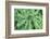 Maidenhair fern-Lisa Engelbrecht-Framed Photographic Print