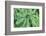 Maidenhair fern-Lisa Engelbrecht-Framed Photographic Print