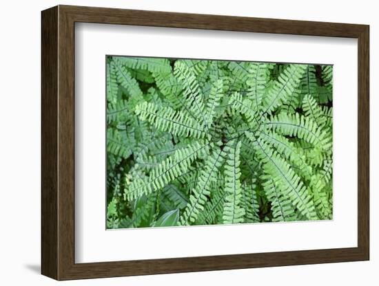 Maidenhair fern-Lisa Engelbrecht-Framed Photographic Print