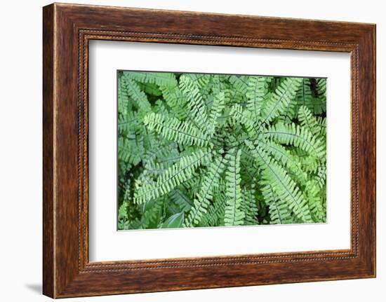 Maidenhair fern-Lisa Engelbrecht-Framed Photographic Print