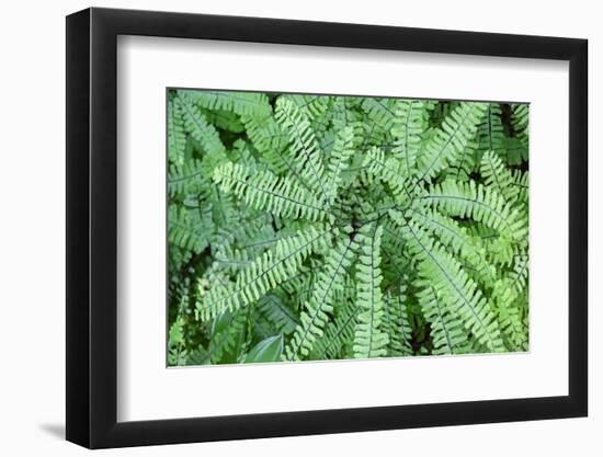 Maidenhair fern-Lisa Engelbrecht-Framed Photographic Print