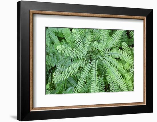 Maidenhair fern-Lisa Engelbrecht-Framed Photographic Print