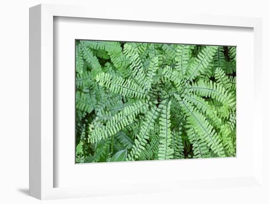 Maidenhair fern-Lisa Engelbrecht-Framed Photographic Print