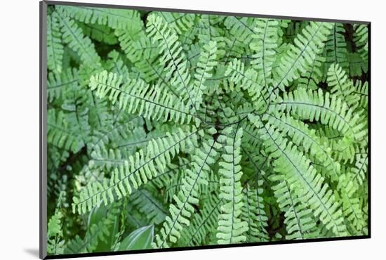 Maidenhair fern-Lisa Engelbrecht-Mounted Photographic Print